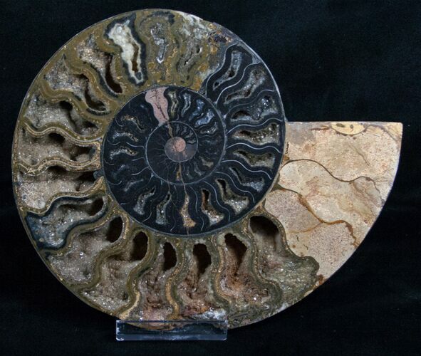 Black Ammonite Half - Rare Coloration #5136
